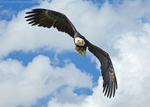 American Bald Eagle