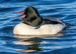 Goosander 1