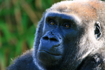 Gorilla   _AN069