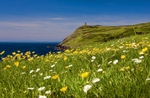 Buttercups and daisies