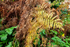 ANT_5628-1