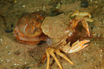 Liocarcinus depurator moulting c