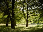 Windblown - Holkham Estate