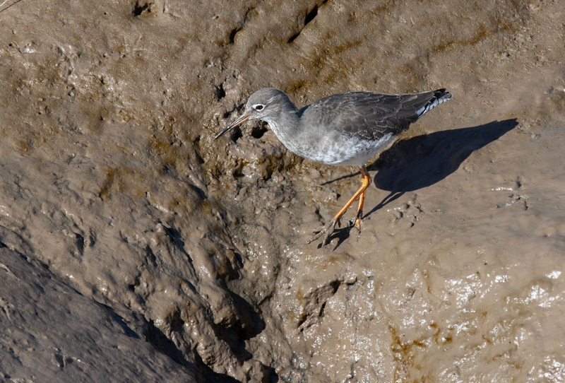 Common Redshank - Dee Estuary - North Wales