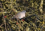 Collared Dove