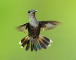 Violet-crowned Woodnymph (female) hovering, Pipeline Road, Panama