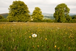 Marked Ash meadow