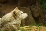 Grey Wolf - Missoula watching birds (Colchester Zoo)