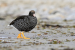 Kelp Goose (female) walking on beach, Carcass Island, Falklands