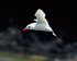 Red-tailed Tropicbird against dark cliffs, Kilauea Point, Kauai