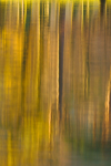 Tree Reflections