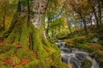 The River and the tree