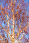 2nd January Golden Glow