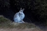 Hares Jan 2018 2018_01_05 031101 