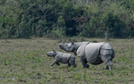 Rhino