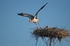 White Storks