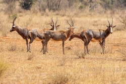 Blesbok