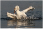 Mute Swan Bathing
