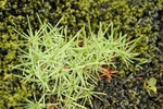 Grass on ashes