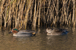 Teal (male & female)