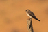 Brown-throated Martin