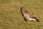 Common Buzzard