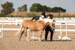 Class 25 IH Foreign Breeds- Pure bred portfolio