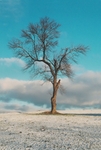 TheTree2007Layer900093