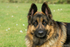 Breeze German Shepherd 1