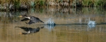 Double-crested Cormorant