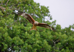 Red Kite