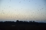 Starlings