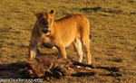 Lionness has kiilled a wildbeest.