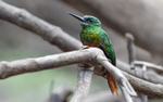 White-Chinned Jacamar