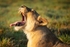 Let it out (Wild Lioness)