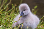 Cygnets 13