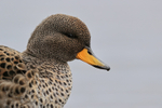 Yellow-billed Teal, close view, Sea Lion Island, Falklands