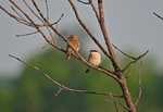 Red-backed Shrikes