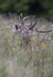 _H5X8544 Red Deer "Rut" 2015