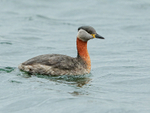 Red-necked Grebe, Farmoor Reservoir
