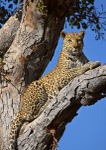 Female leopard
