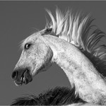 1st PDI Feisty Stallion Liz Wallis