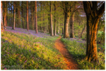 Portglenone Forest Park (IMG0527)