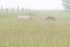 BALES IN FOG - BRUCE PENINSULA