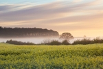 Field of Rape Drax Estate