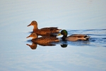 Mallards