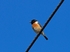 Stonechat