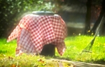 After the Picnic