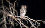 Southern white faced owl