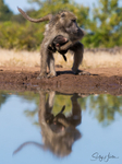 Baboon Reflection 4